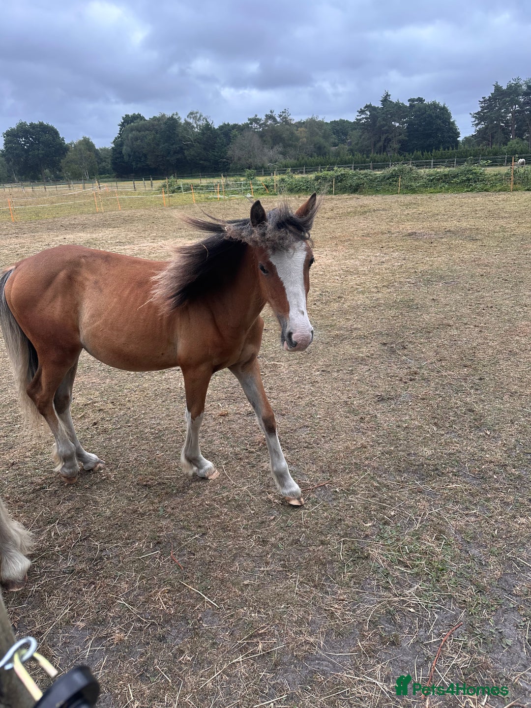 Irish Cob horses for sale: Buddy - Image 15