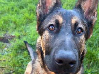 German Shepherd dogs Beautiful 7Month old German shepard/czech - Advert 1