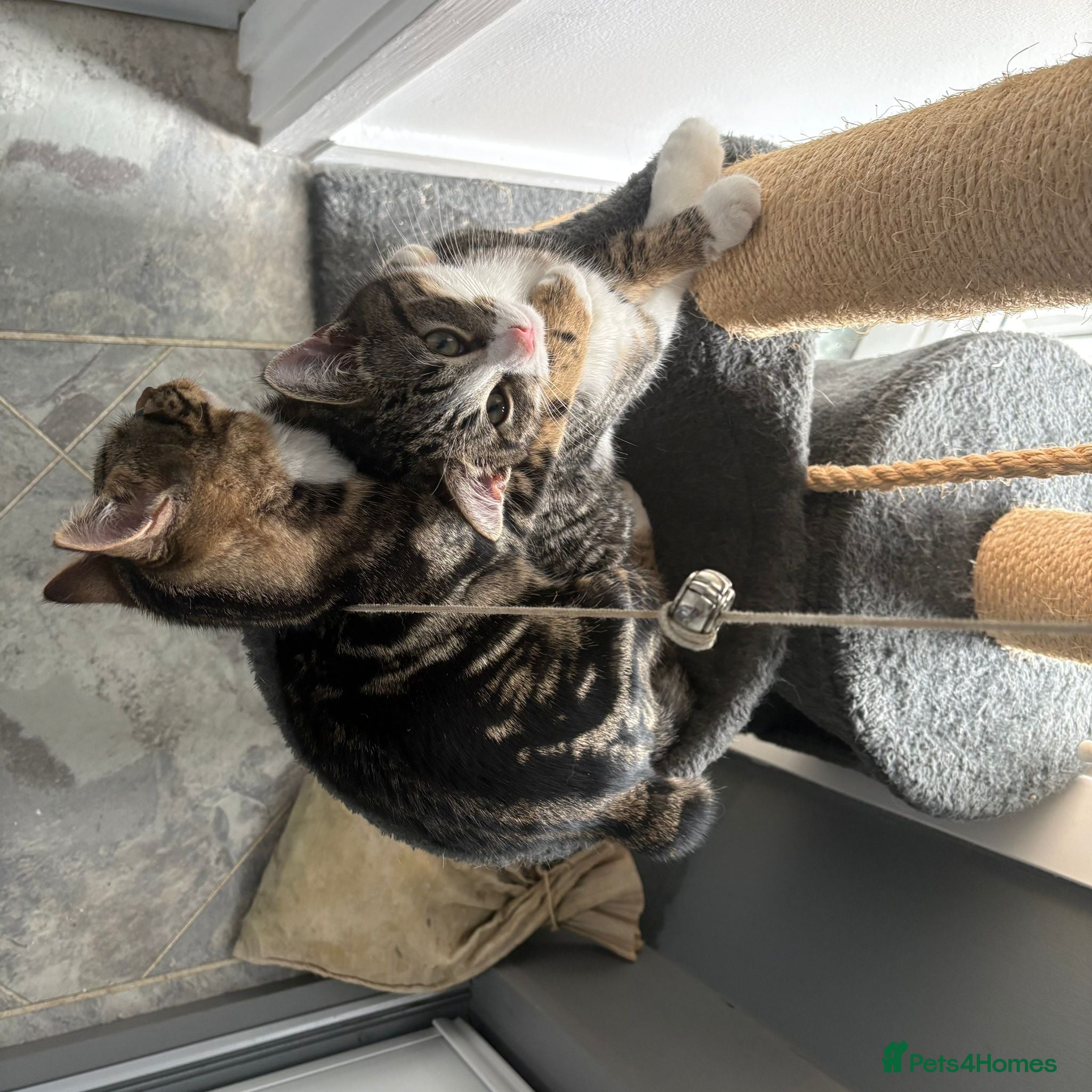 Mixed Breed cats 2 boys looking for a new home - Advert 3