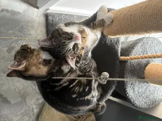 Mixed Breed cats 2 boys looking for a new home - Advert 3