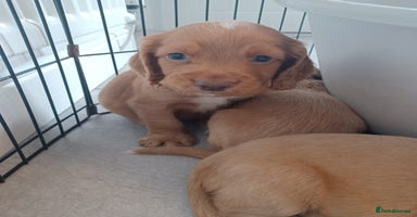 Cocker Spaniel dogs - Advert 9