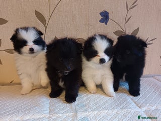 Pomeranian dogs Barnsley - Advert 8