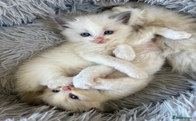 Ragdoll cats - Advert 1
