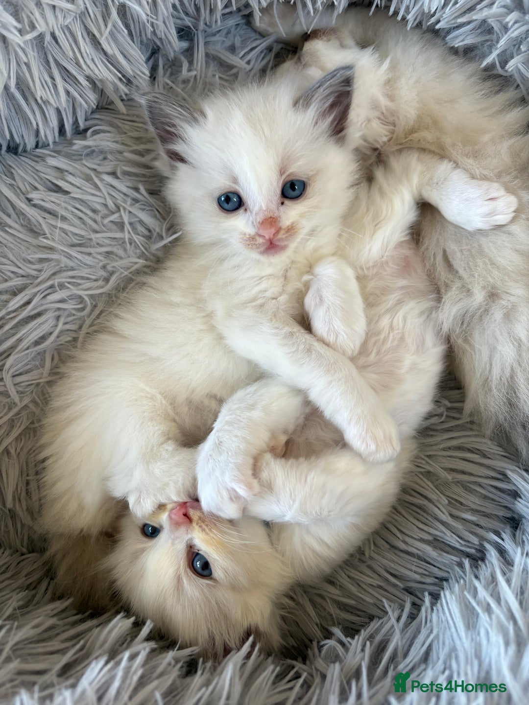 Ragdoll cats for sale: Purebred Blue Mitted Ragdoll Kittens - Image 1