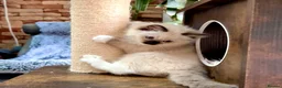 Ragdoll cats for sale: 🏆Imperial Grand Champion Sons! - Advert 10