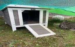 English rabbits for sale: 2 Male rabbits, brothers - Image 5