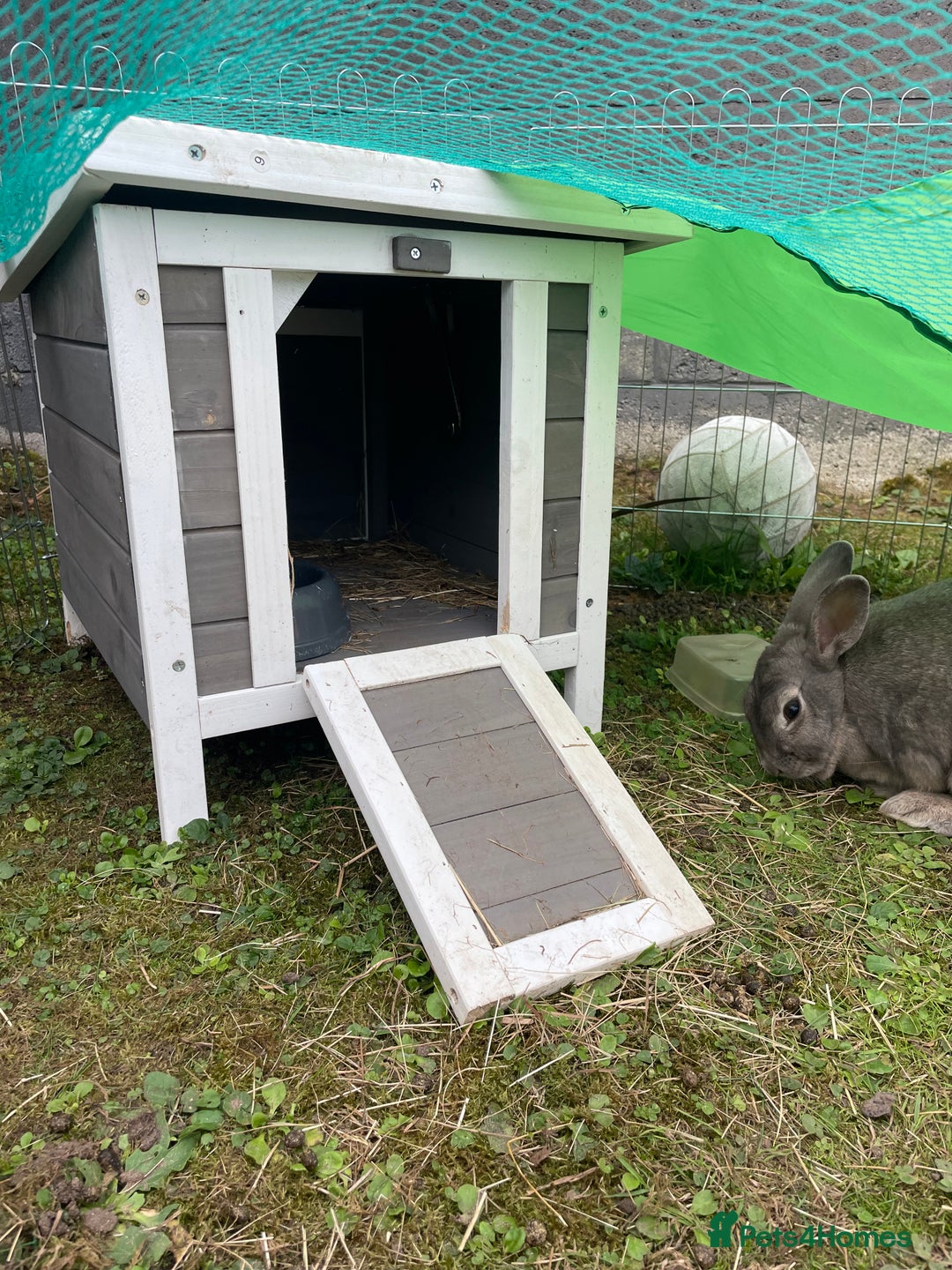 English rabbits for sale: 2 Male rabbits, brothers - Image 5