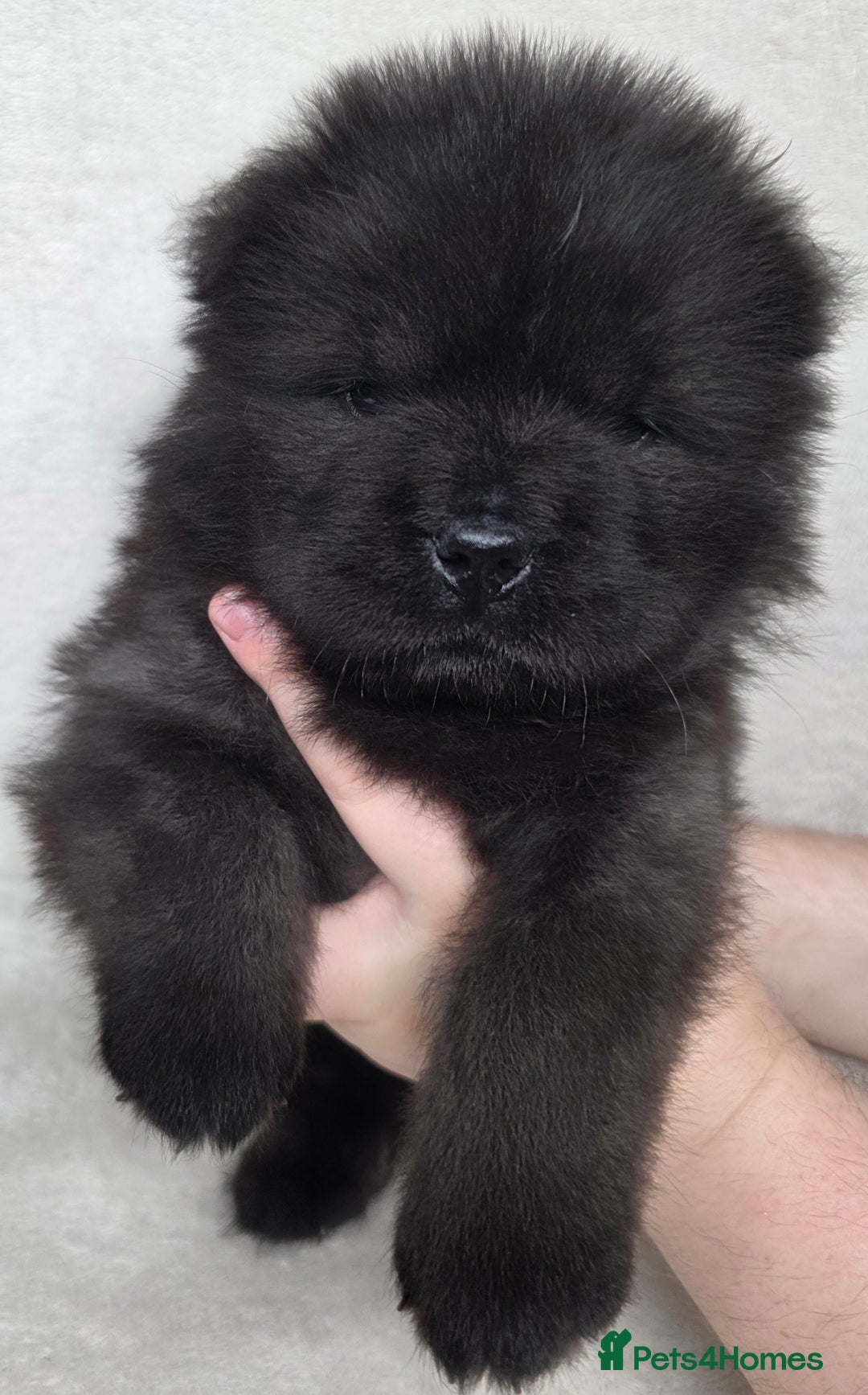 Chow Chow dogs for sale: Last Puppy – Rare Blue Chow Chow Girl🐾 - Image 27