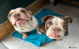 English Bulldog dogs for sale: 1 yr old British Bulldog girl  - Image 9