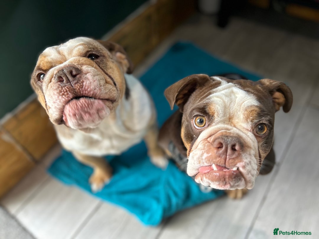 English Bulldog dogs for sale: 1 yr old British Bulldog girl  - Image 9
