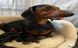 Mixed Breed dogs for sale: Docker Puppies For Sale🐶 - Image 20