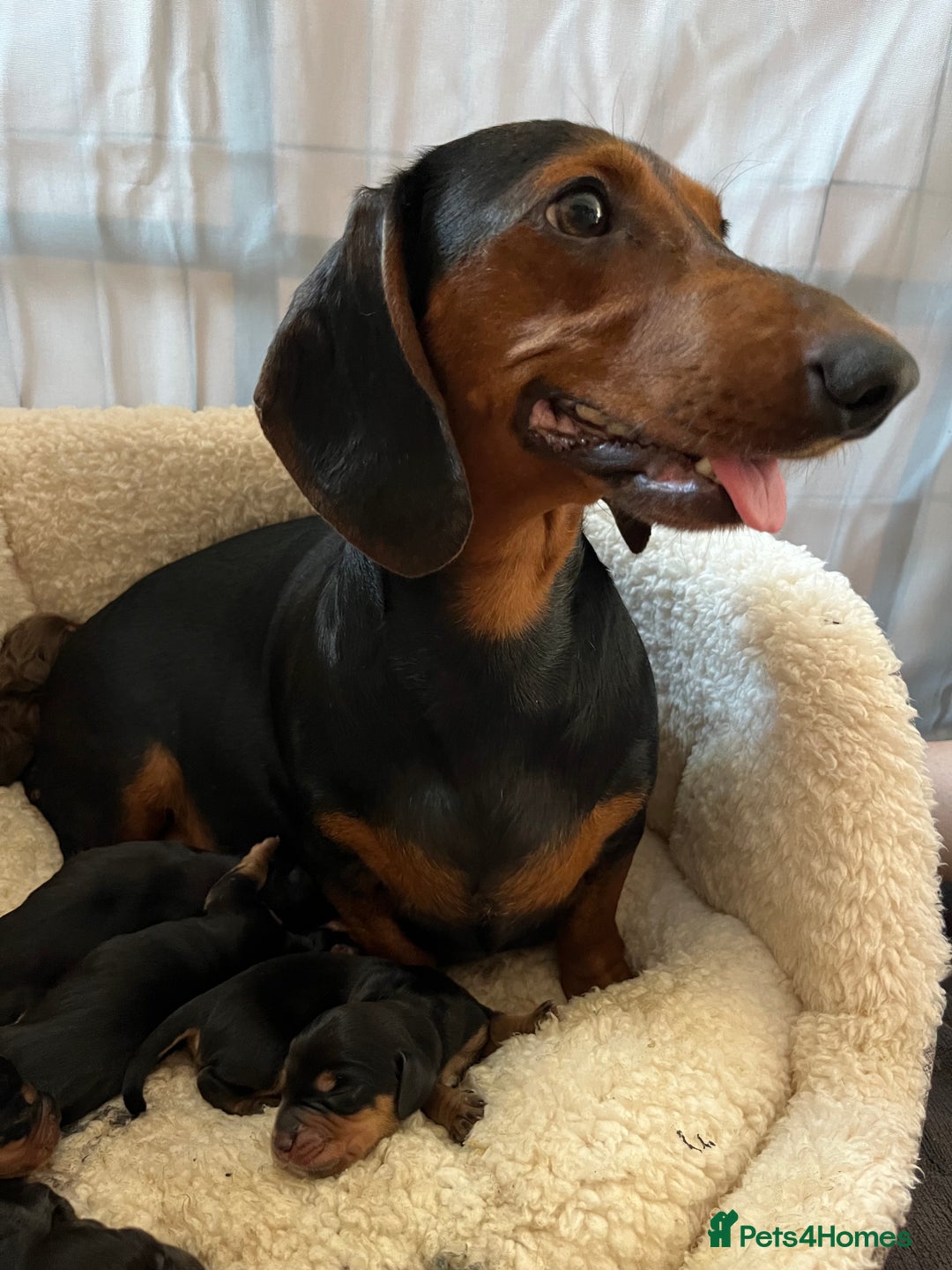 Mixed Breed dogs for sale: Docker Puppies For Sale🐶 - Image 20