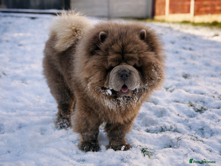 Chow Chow dogs Rare Lilac Chow Chow for stud 🦁 - Advert 8