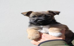 Mixed Breed dogs for sale: Gorgeous CairnJacks - Image 5