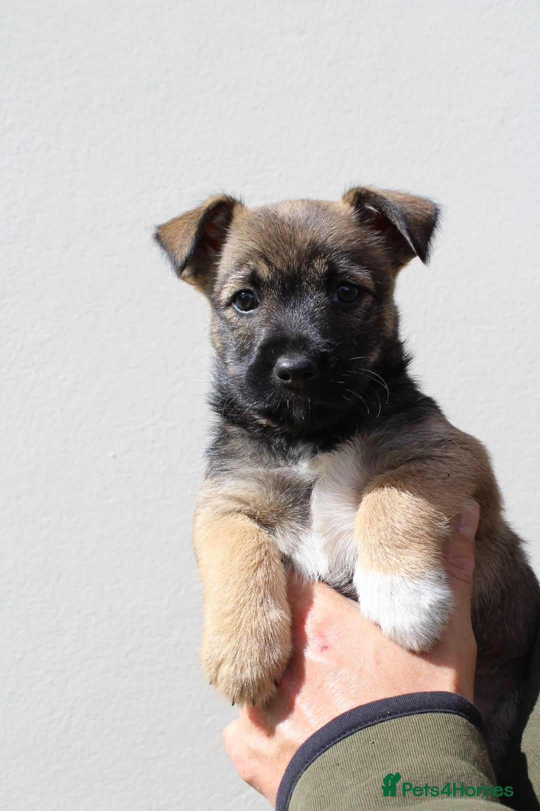 Mixed Breed dogs for sale: Gorgeous CairnJacks - Image 5