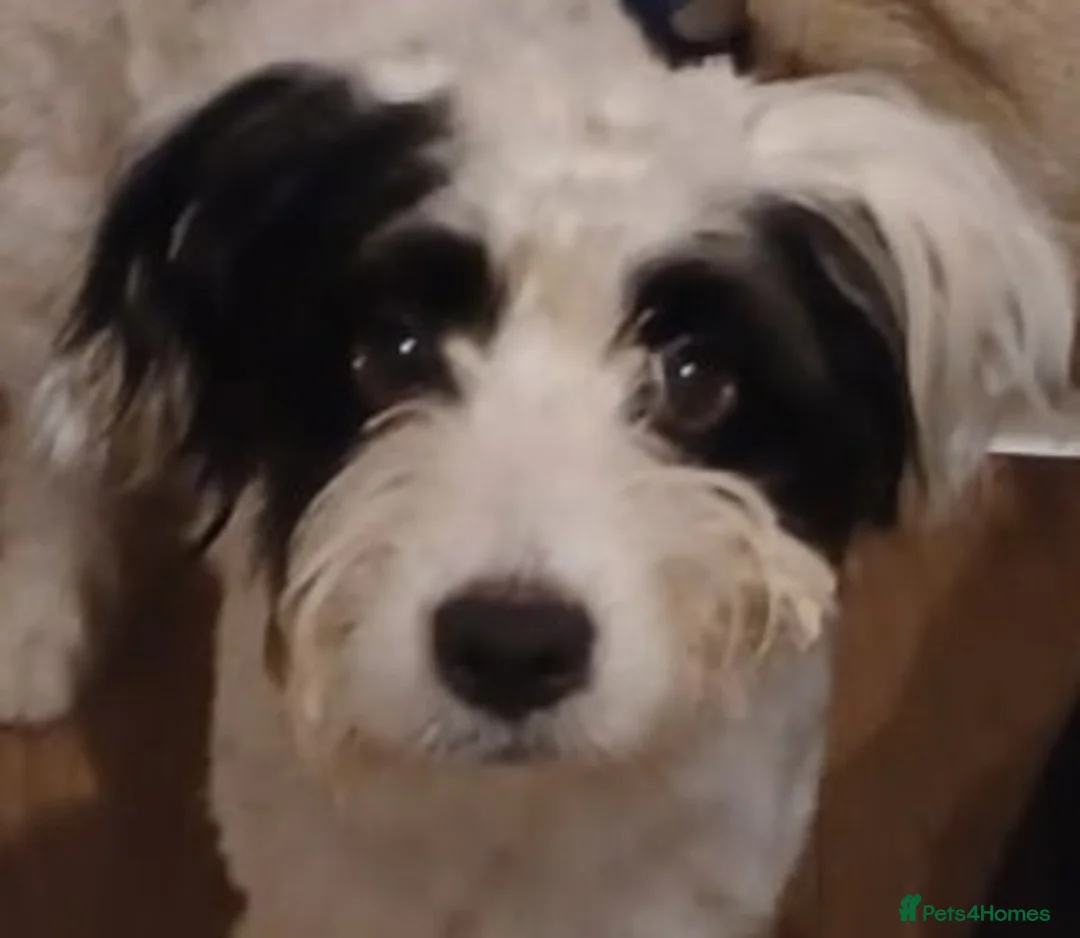 Mixed Breed dogs for sale: Dog in need of rehoming  - Advert 5