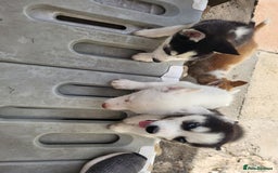 Siberian Husky dogs for sale: Siberian husky puppies (ready forever loving home) - Image 2