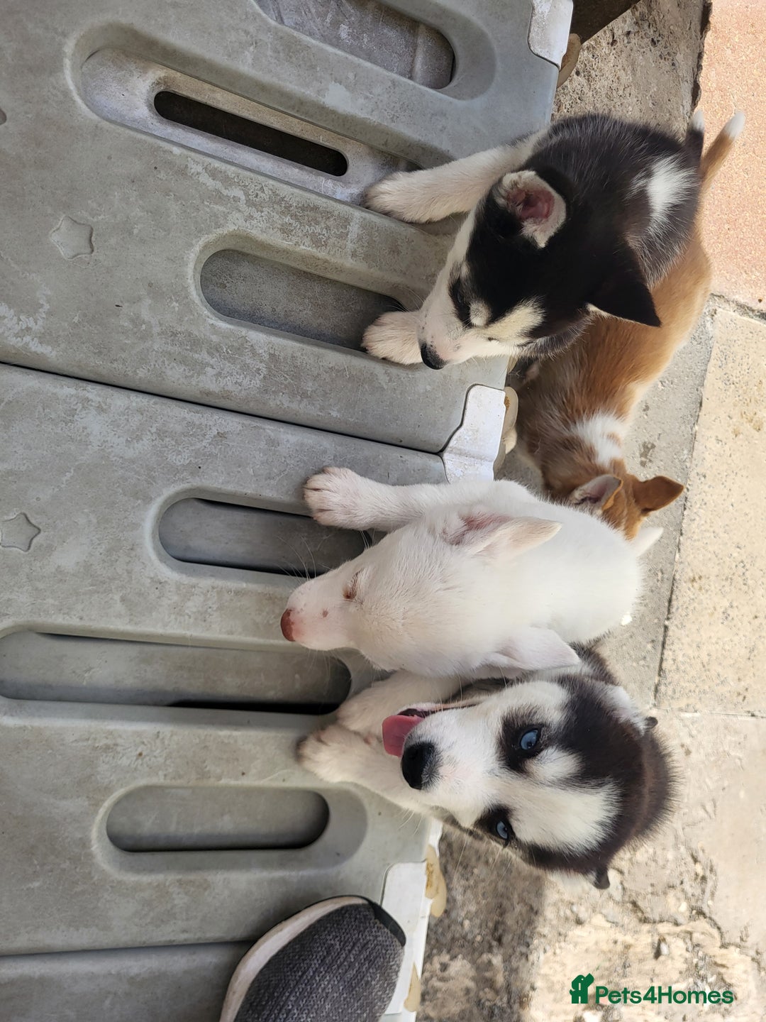 Siberian Husky dogs for sale: Siberian husky puppies (ready forever loving home) - Image 2