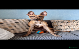 Lurcher dogs for sale: 9 month old Bull lurcher bitch  - Image 1