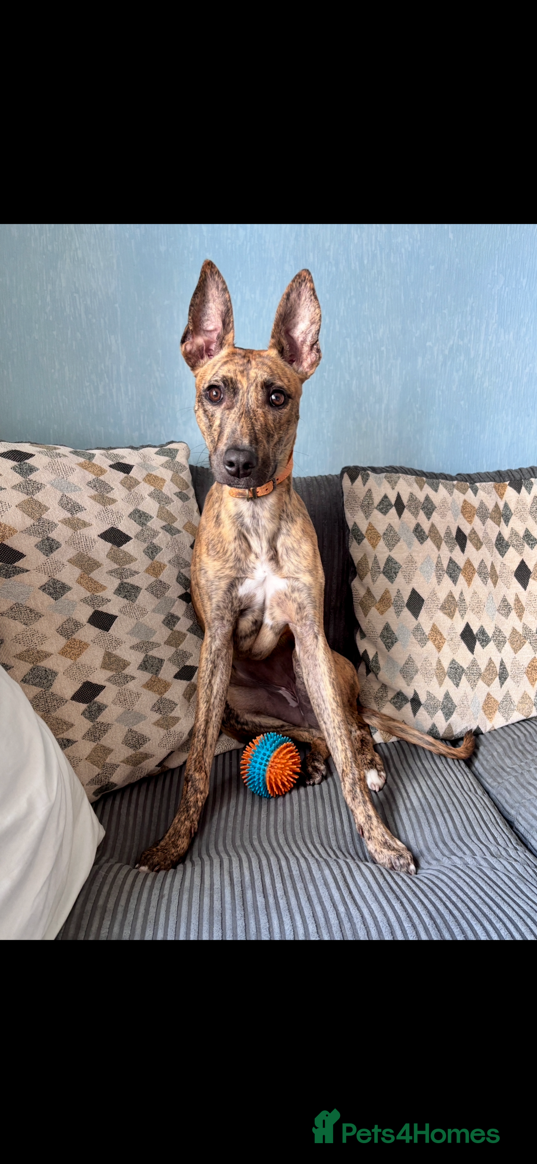Lurcher dogs for sale: 9 month old Bull lurcher bitch  - Image 1