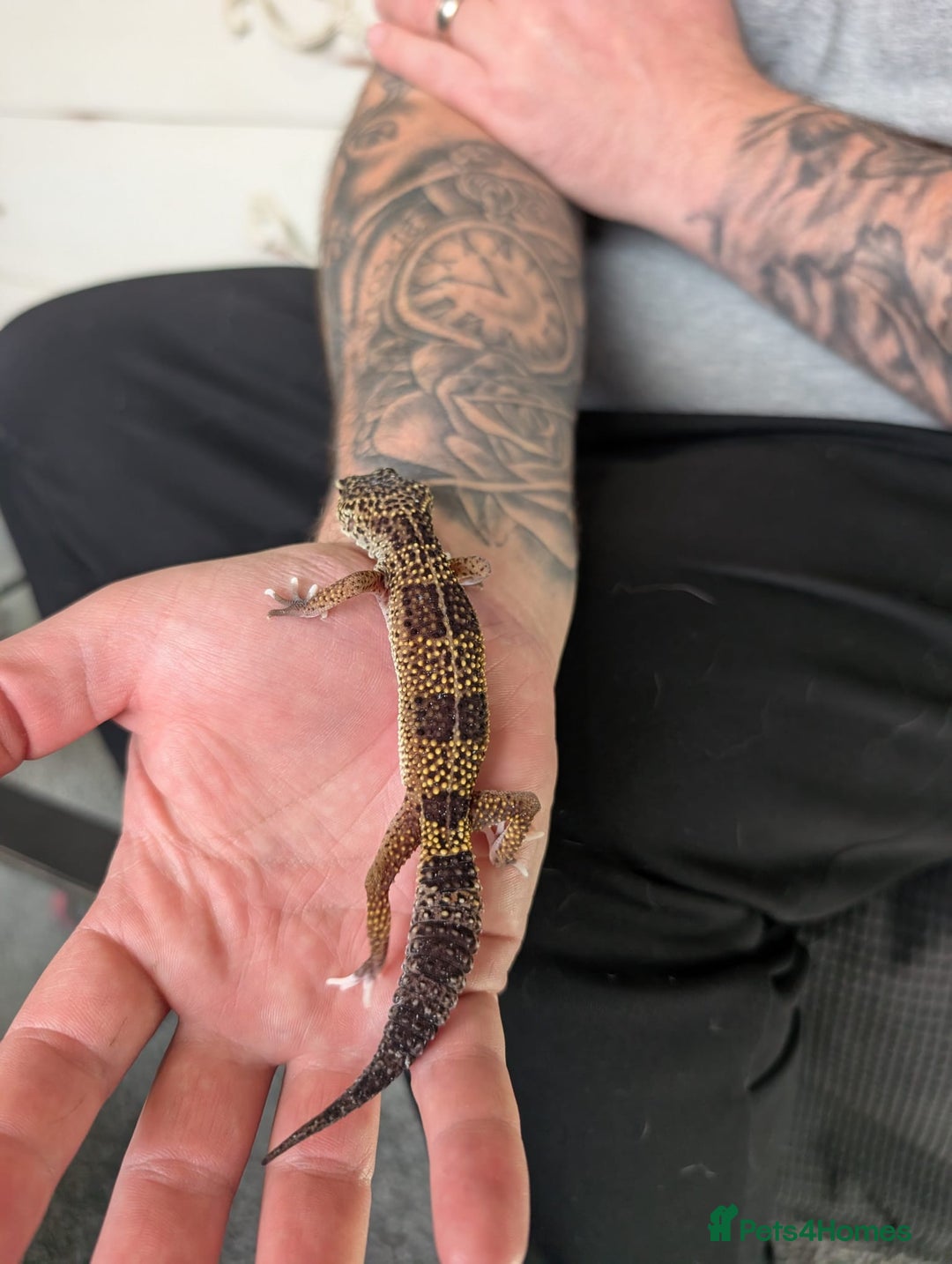 Leopard Gecko reptiles for sale: Black Night Cross Leopard Gecko  - Advert 9