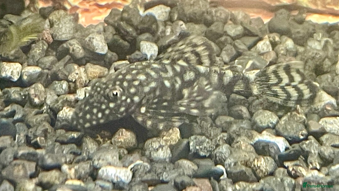 Plecos fish for sale: Bristlenose pleco - Advert 2