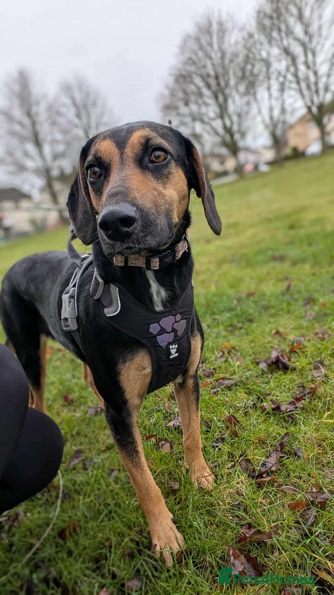 Mixed Breed dogs for adoption: ❤️ Deuce This beautiful soul has come so far… ❤️ - Advert 4