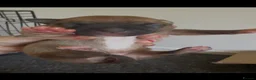 Staffordshire Bull Terrier dogs for sale: Staffy puppies  - Advert 17