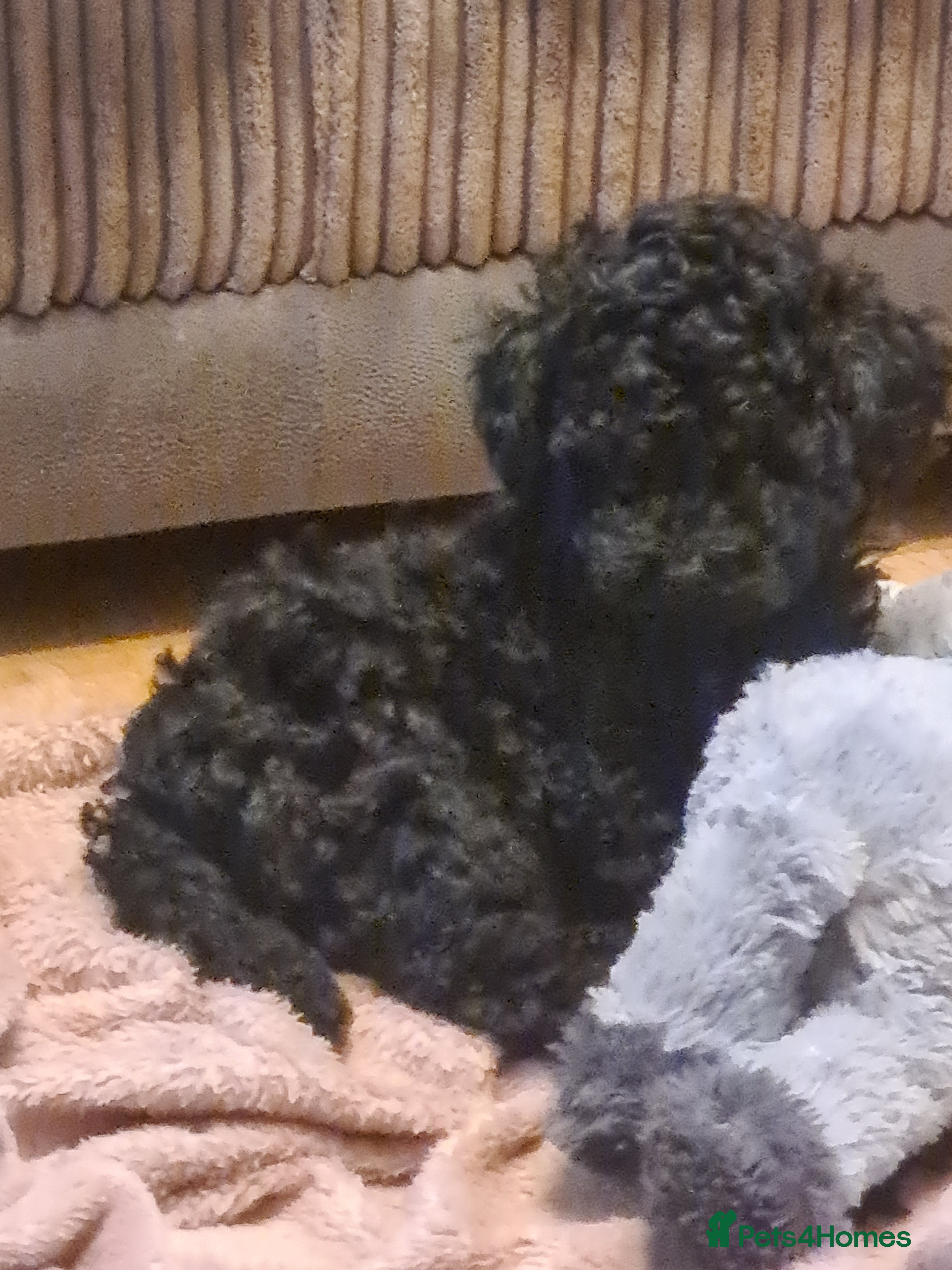 Toy Poodle dogs Toy poodle - Advert 1