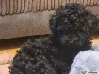 Toy Poodle dogs Toy poodle - Advert 1