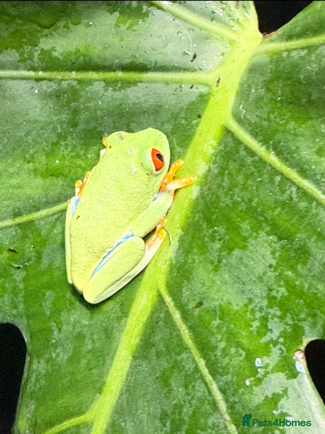 Frog reptiles for sale: Red-Eye Tree Frogs (Melanistic & Normal) + L viv  in Chipping Campden - Advert 10