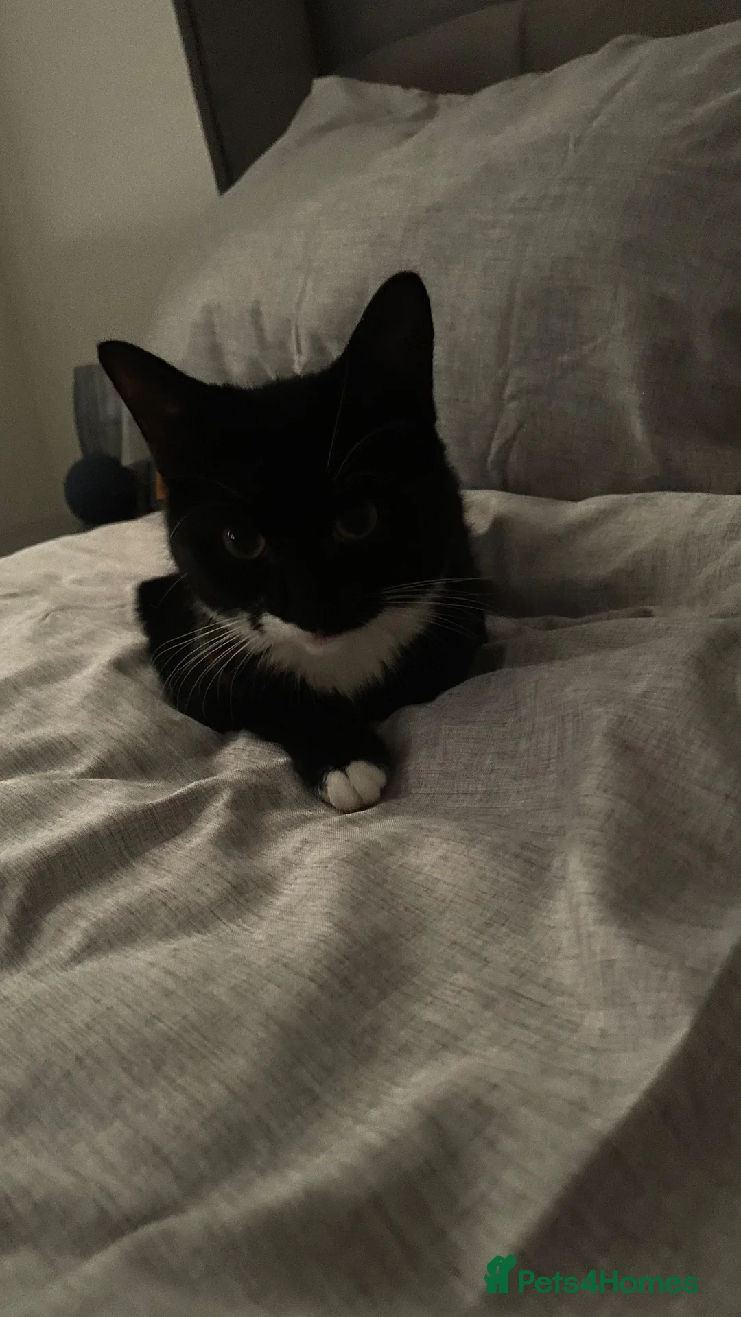 British Shorthair cats for sale: Male kittens  - Advert 2