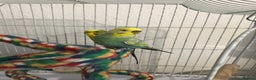 Budgerigars birds for sale: Pair of budgies with cage - Advert 3