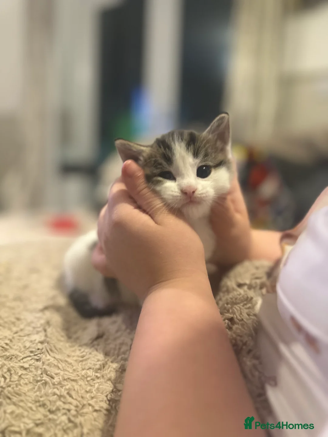 British Shorthair cats for sale: LAST BOY AVAILABLE ✨🩵  - Advert 4