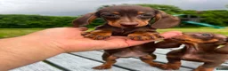 Miniature Dachshund dogs for sale: Reduced price -Mini Dachshund Puppies  Chocolate - Advert 8