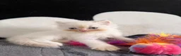 Persian cats for sale: 💗 Gorgeous Fluffy Persian Kittens 🐾 - Advert 12