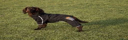 Cocker Spaniel dogs for sale: 2 cocker spaniels and staffy for rehoming - Advert 7