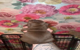 American Bully dogs for sale: American Bully Pups - Image 30