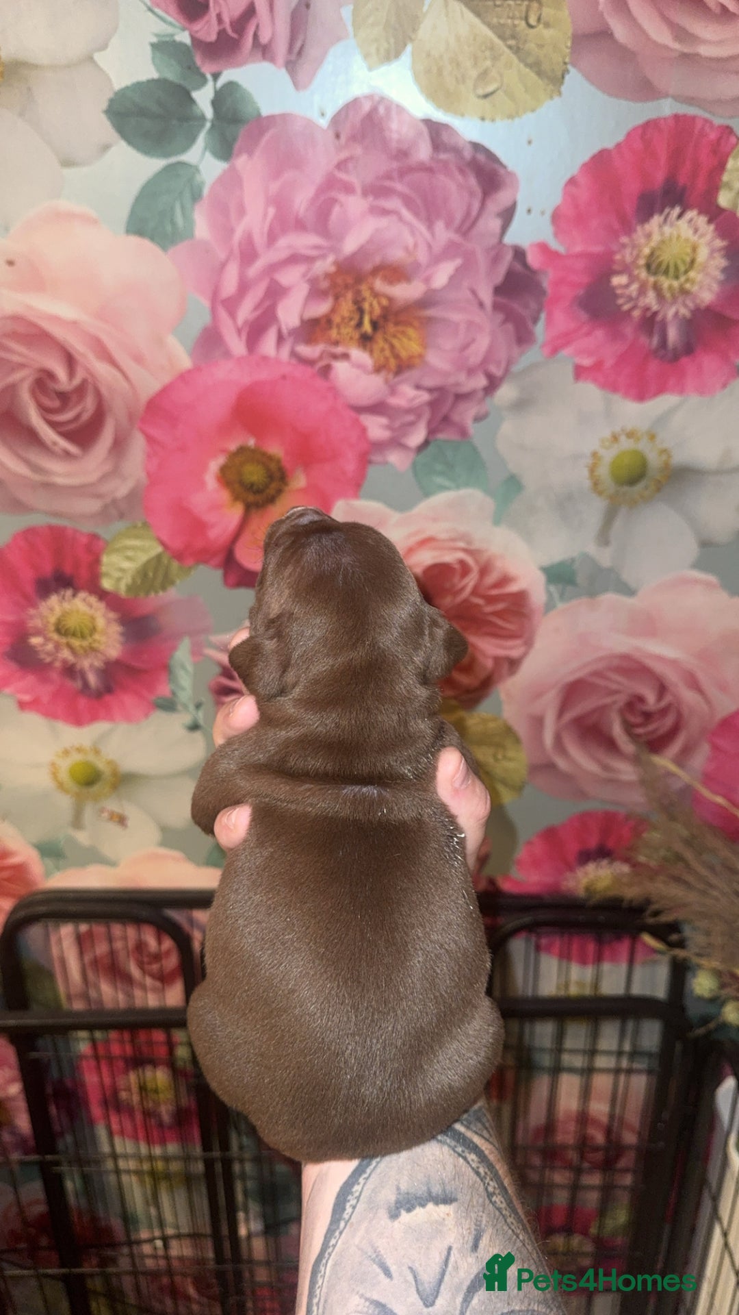 American Bully dogs for sale: American Bully Pups - Image 30