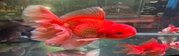 Fancy Goldfish fish for sale: Thai pleated goldfish - Advert 15