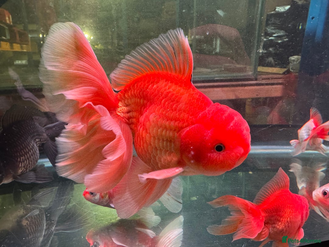 Fancy Goldfish fish for sale: Thai pleated goldfish - Image 15