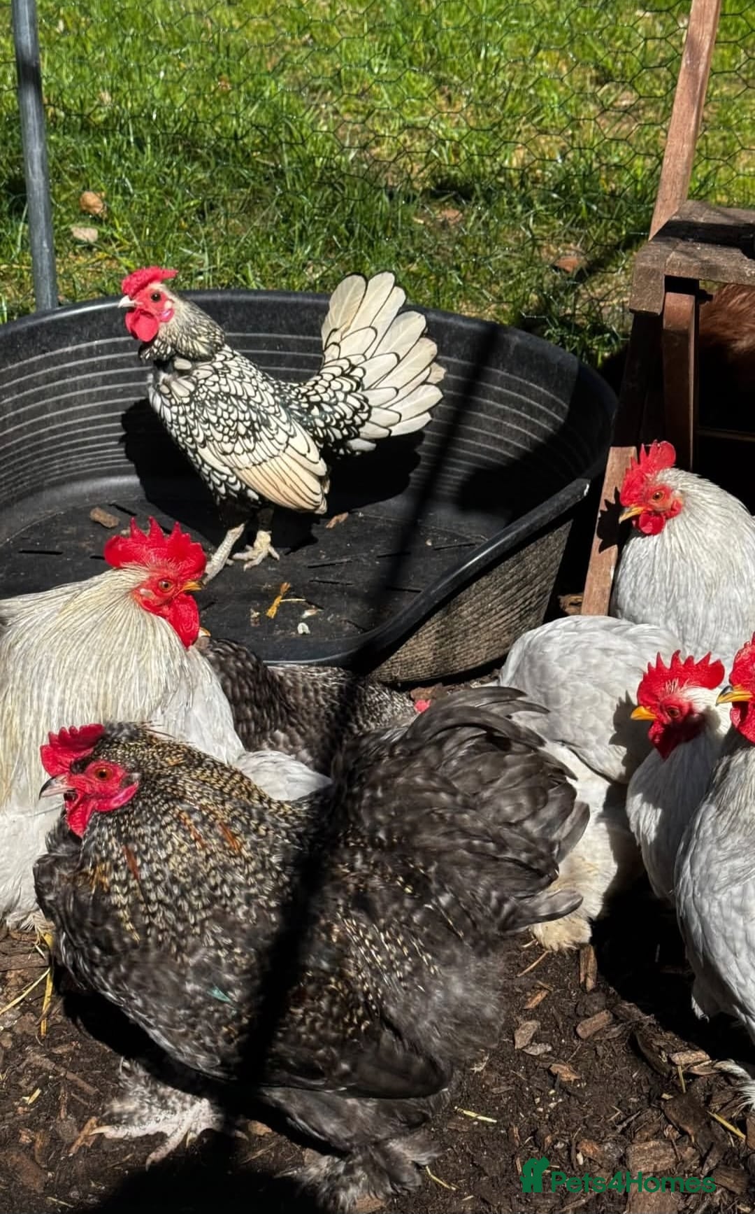 Chickens poultry Bantam, Silkie and seebright chicks - Advert 7