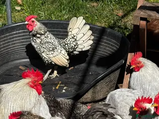 Chickens poultry Bantam, Silkie and seebright chicks - Advert 2