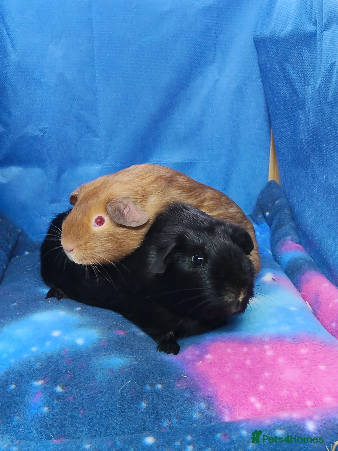 Guinea Pig rodents for sale: Guinea pigs  - Advert 1