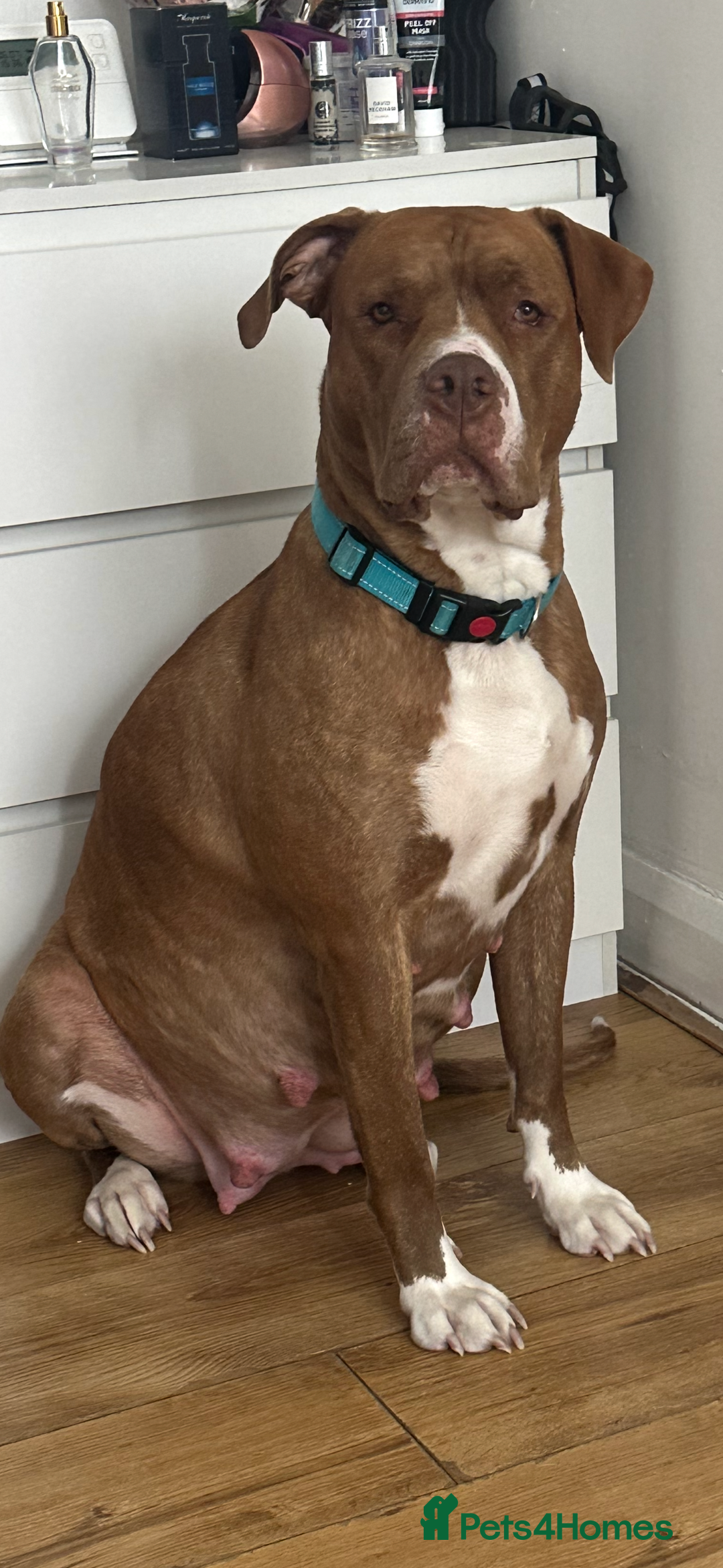 Mixed Breed dogs for sale: American bulldog staffy  - Image 3