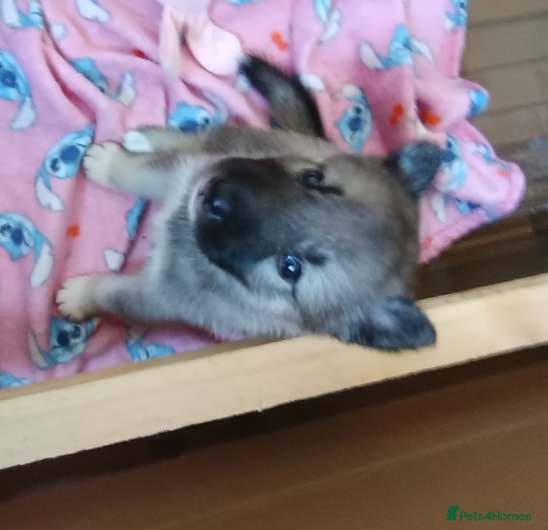 Huskita dogs for sale: Husky x puppy  - Image 7