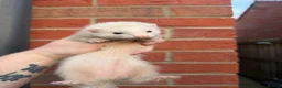 Ferret rodents for sale: True Micros ferrets for sale  in Rotherham - Advert 2