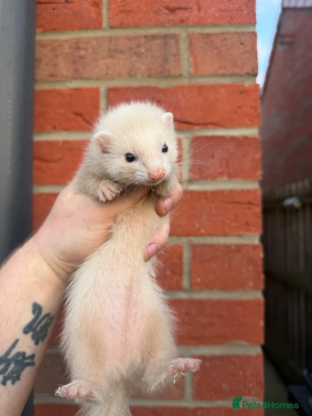 Ferret rodents for sale: True Micros ferrets for sale  in Rotherham - Advert 2