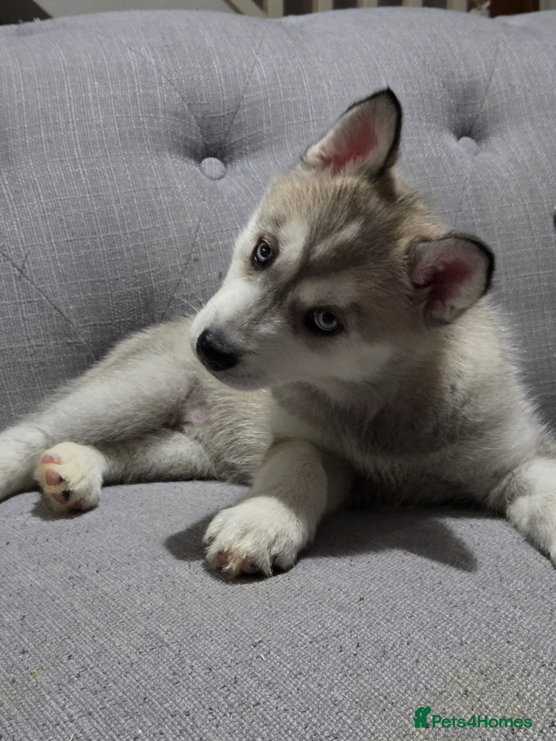 Siberian Husky dogs for sale: Gorgeous siberian husky puppy - Advert 1