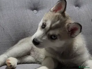 Siberian Husky dogs Gorgeous siberian husky puppy - Advert 1